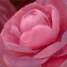 権守ひかる