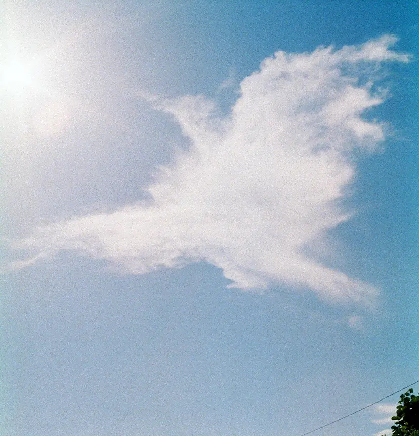 川島小鳥