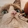 なりたちこり