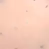夢周周