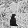 オオウチ リサ