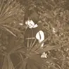 人見 紗操