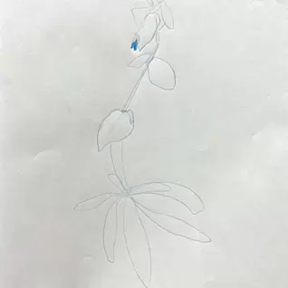 石松 由布