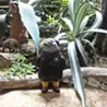 吉行鮎子