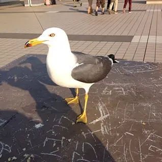 小川 真生樹