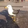 小川 真生樹