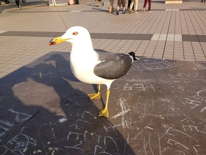 小川 真生樹