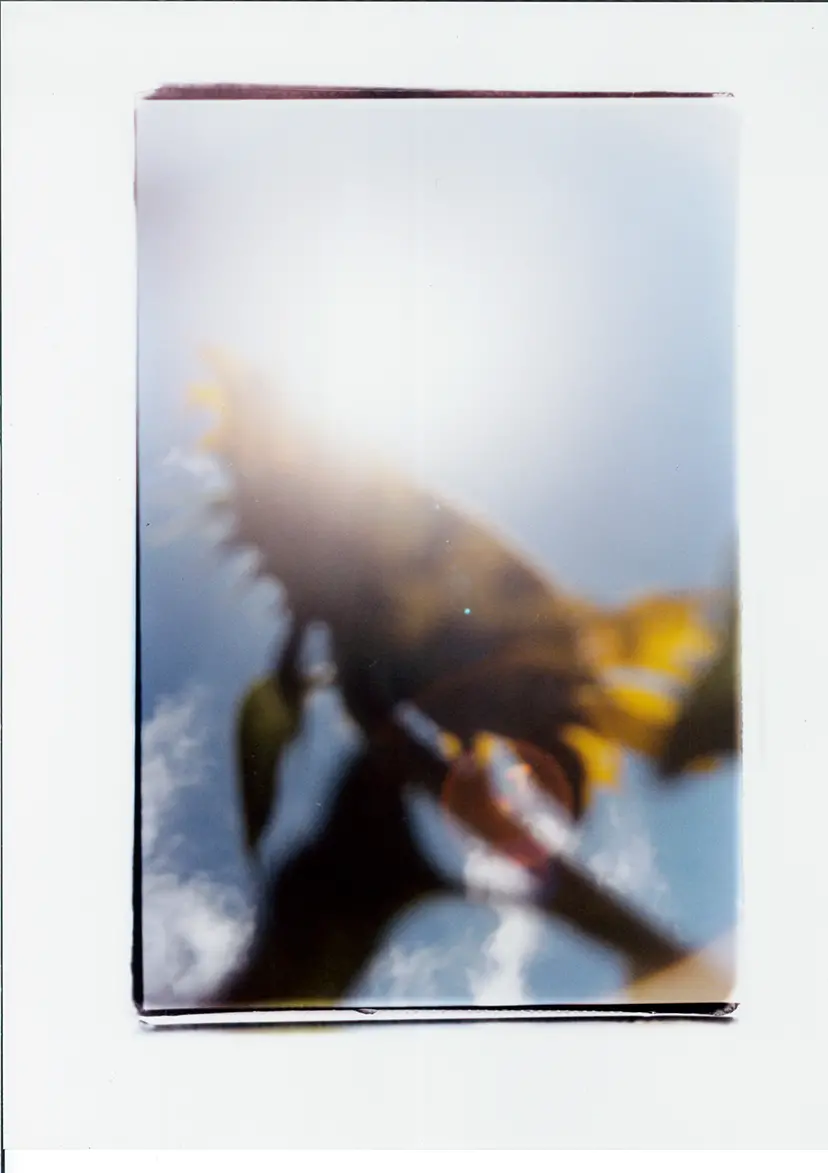 田中亜紀 （AKITANAKA ）　ぷらっとphoToほーむ（PlaTphoToHome）