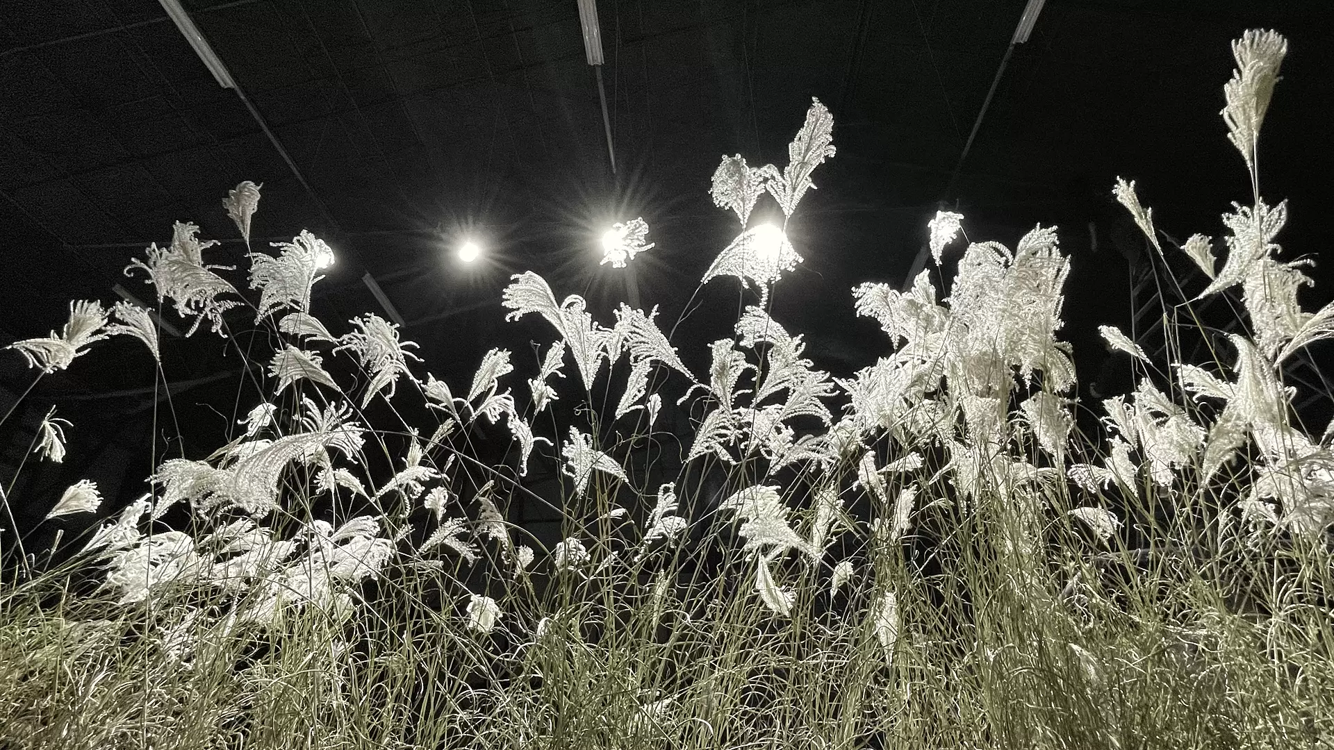 獸（第3章 / EDGE）」 | オンラインチケット販売 | ArtSticker