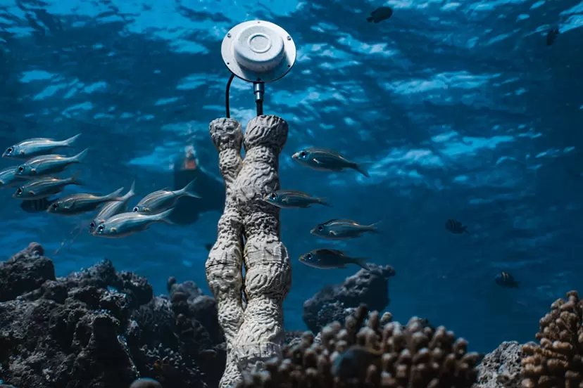 マルコ・バロッティ「CORAL SONIC RESILIENCE」