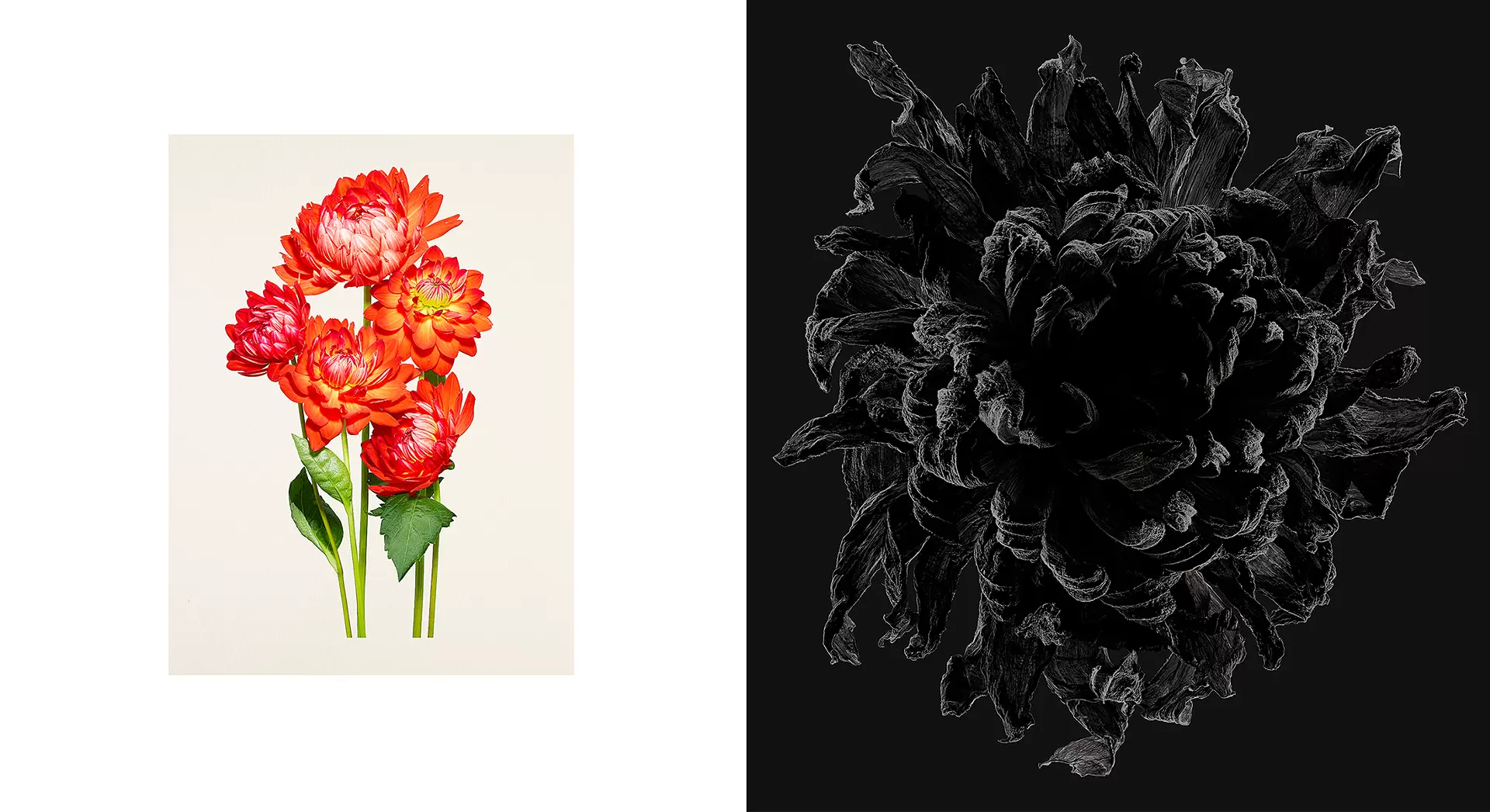 藤間謙二 個展『花を通して考える / 11の個性』 | ArtSticker