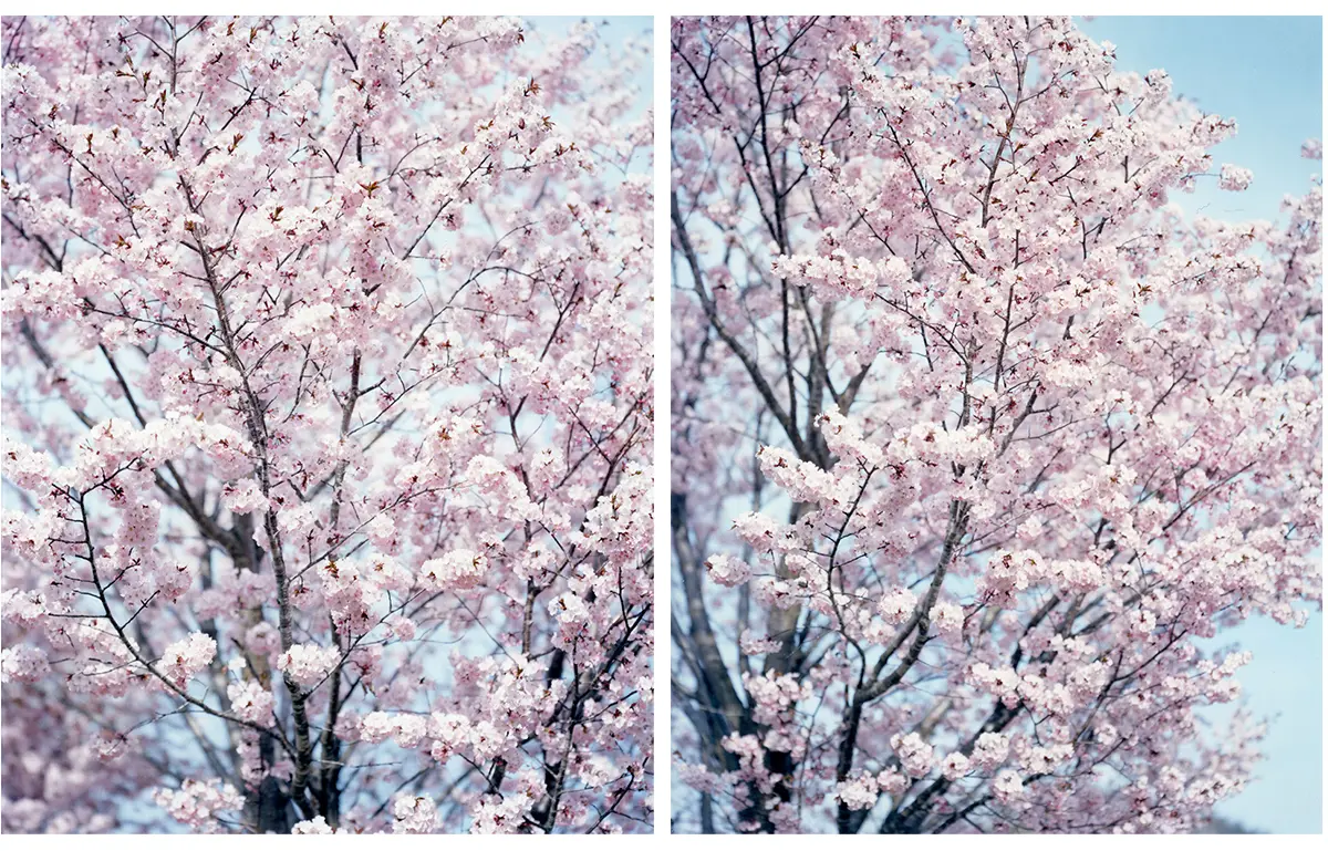 川瀬巴水「The Miyajima shrine in snow」宮島の雪 [210240274