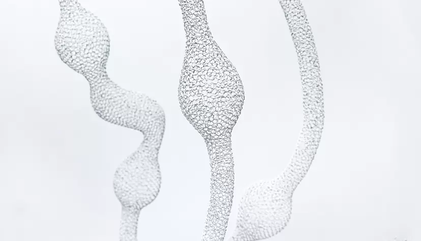 谷口 歩 ｜ 線と脈　Lines and a Vein