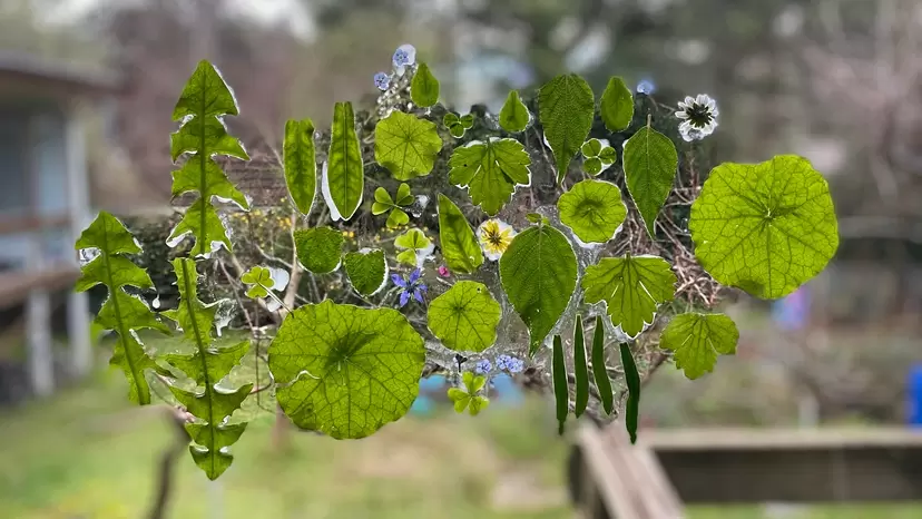 ワークショップ | Window Garden
