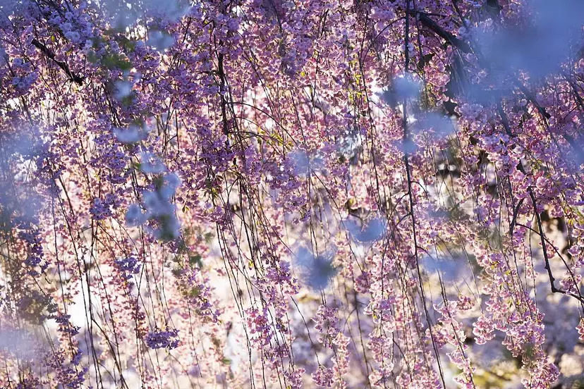 蜷川実花展 with EiM：儚くも煌めく境界　　　　　　　　　　　NINAGAWA Mika with EiM: Where Humanity Meets Nature