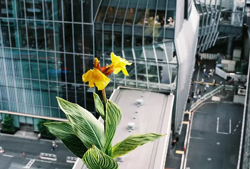 Sayaka Toda Solo Exhibition  “Adding Canna Flowers to Tokyo”