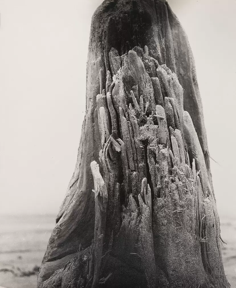 名古屋：前衛写真の系譜 1930〜50年代｜坂田稔、後藤敬一郎、高田皆義