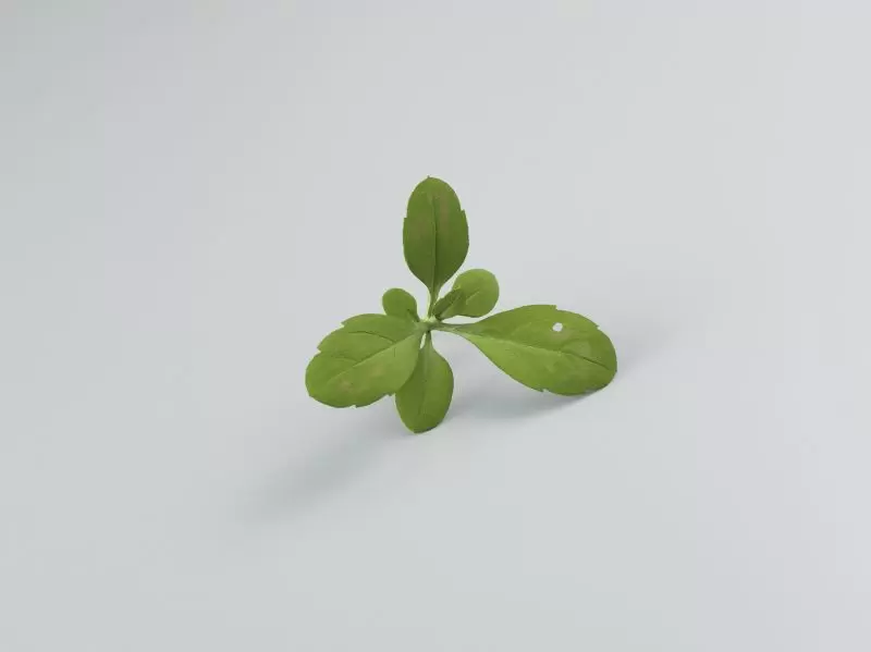 インサイド リアリズム －超写実絵画と超絶技巧－ | ArtSticker