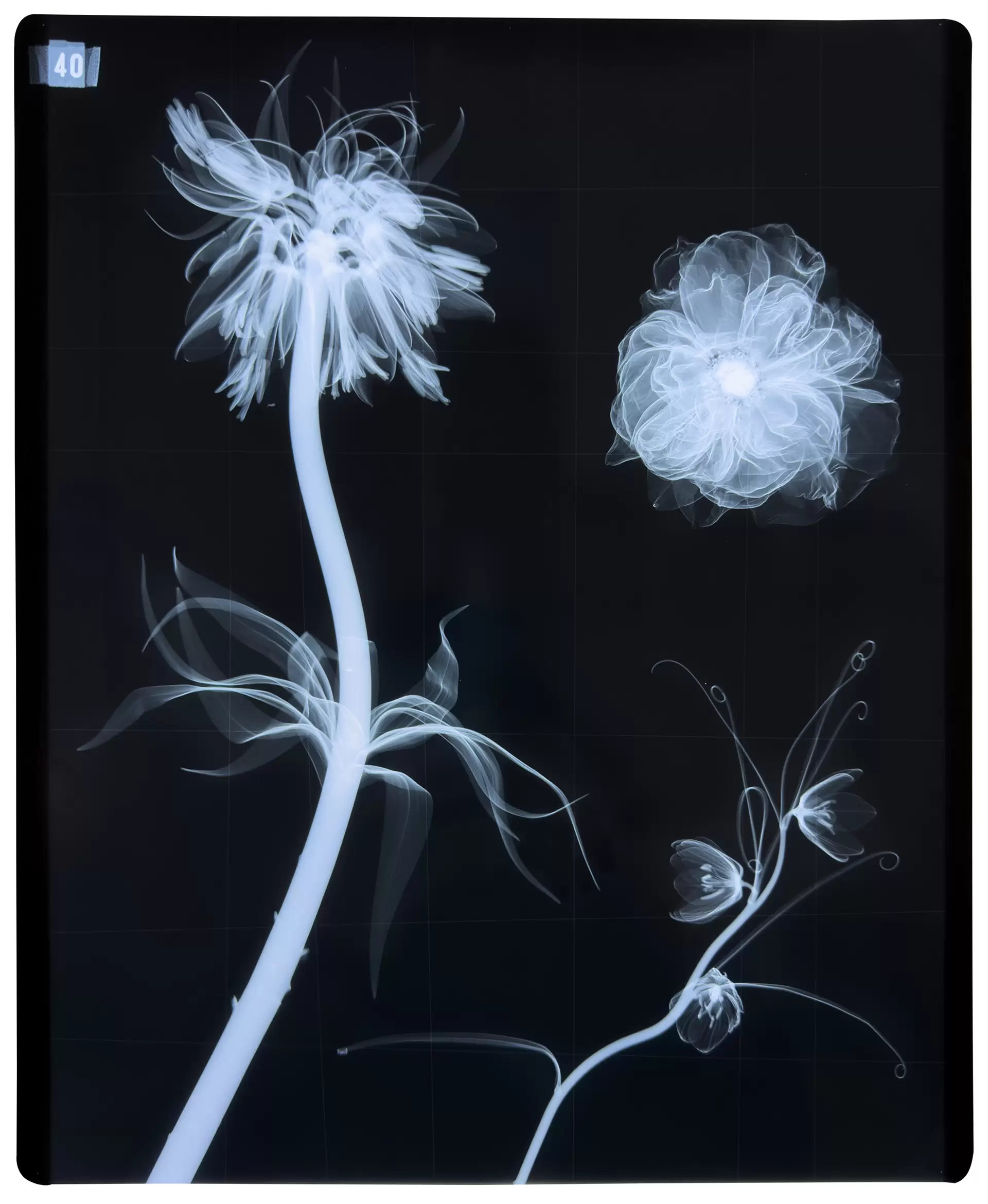 Azuma Makoto Exhibition X-Ray FLOWERS | ArtSticker