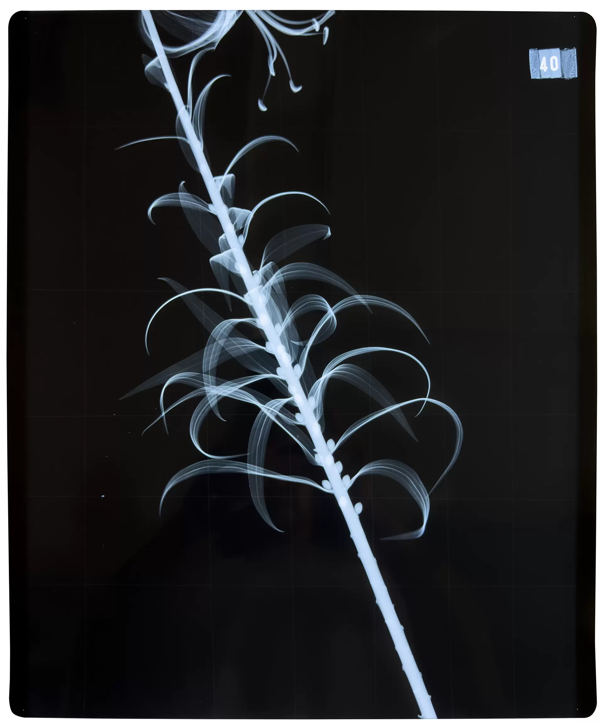 Azuma Makoto Exhibition X-Ray FLOWERS | ArtSticker Azuma Makoto Exhibition X-Ray FLOWERS | ArtSticker