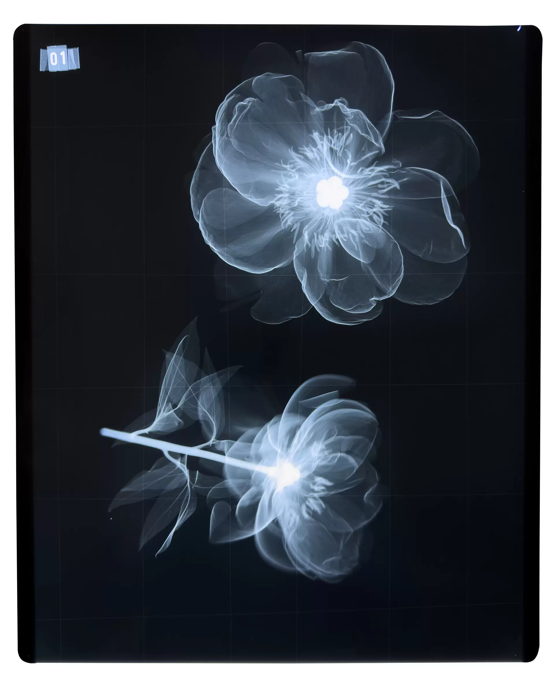 Flower Art: Makoto Azuma