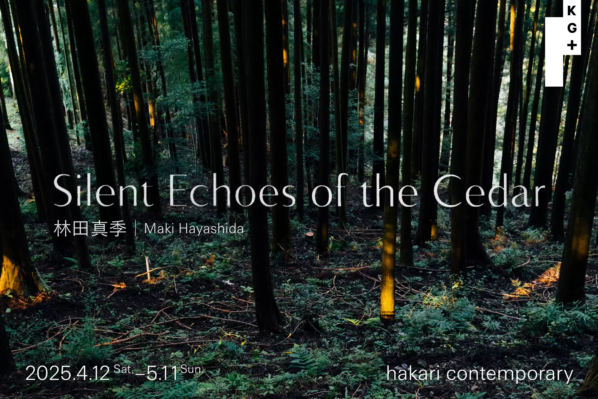 Maki Hayashida | Silent Echoes of the Cedar | ArtSticker
