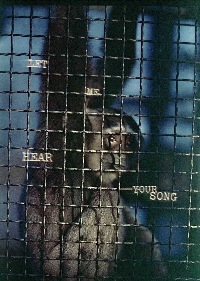  Yile Yang  楊一楽 「Let Me Hear Your Song.」   