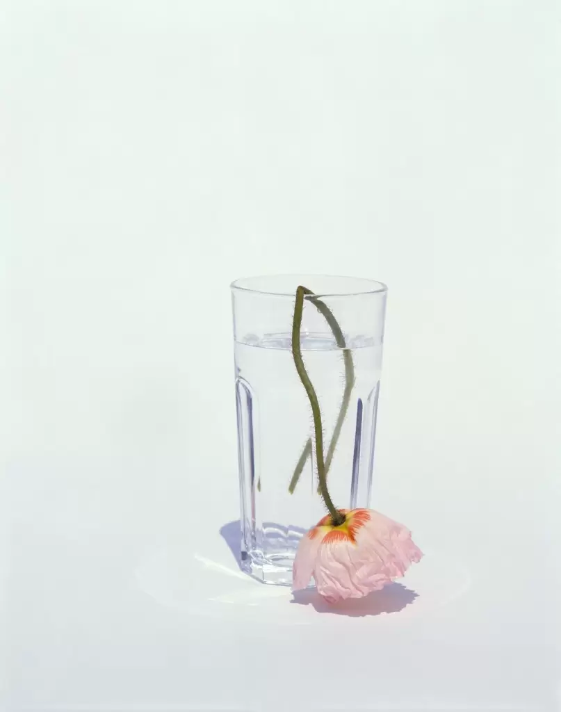 上田義彦 「FLOWERS」 | ArtSticker