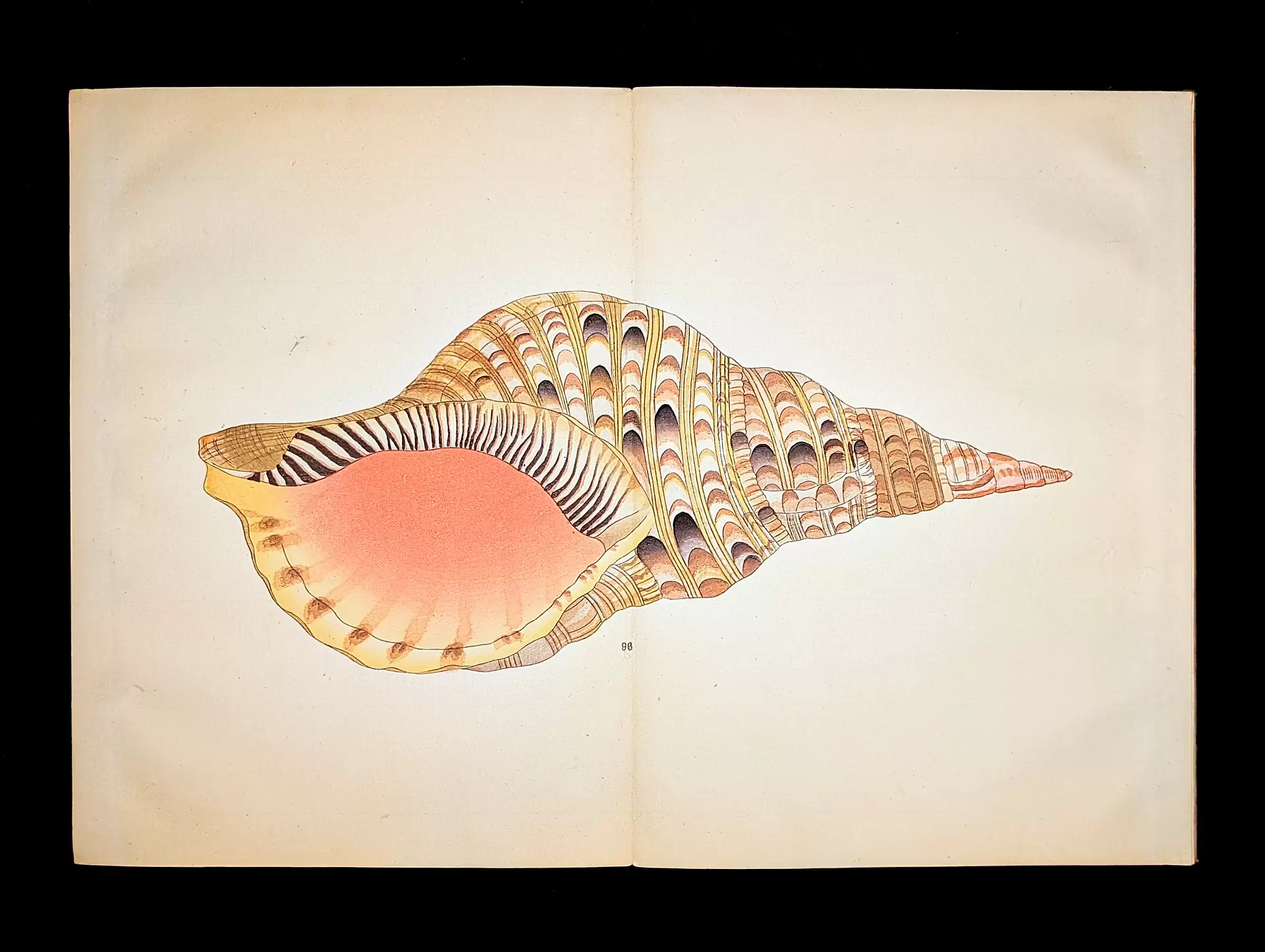 貝をぬける Through Shells | ArtSticker