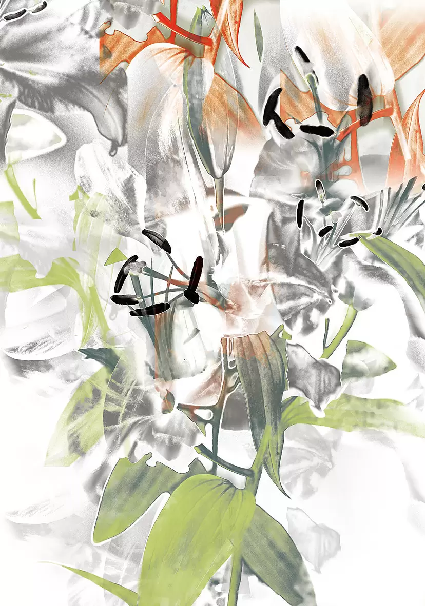 Oriental Lily(2024)
