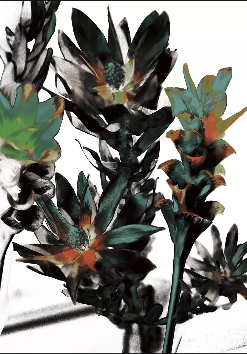Curcuma and Leucadendron flowers(2024)