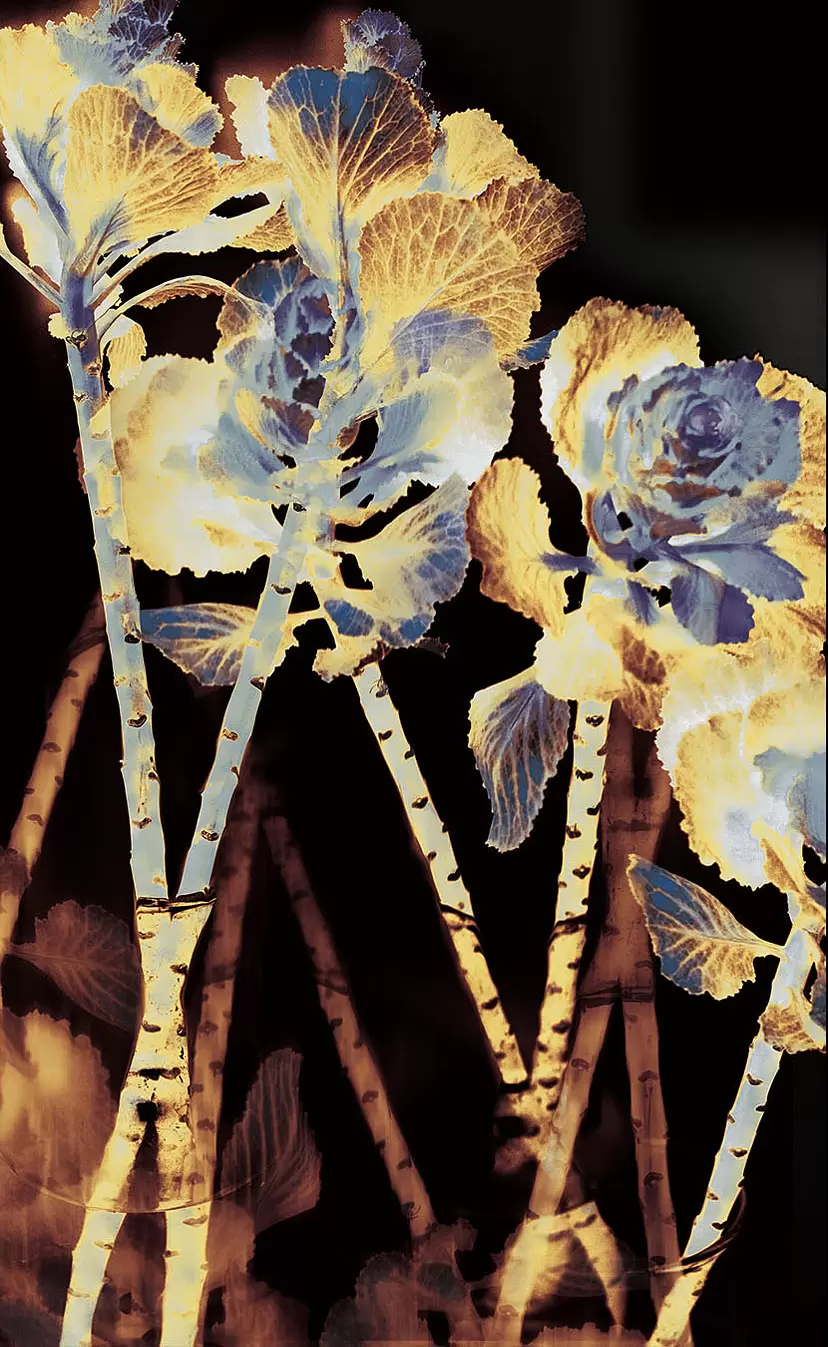 Chrysanthemum (2025)