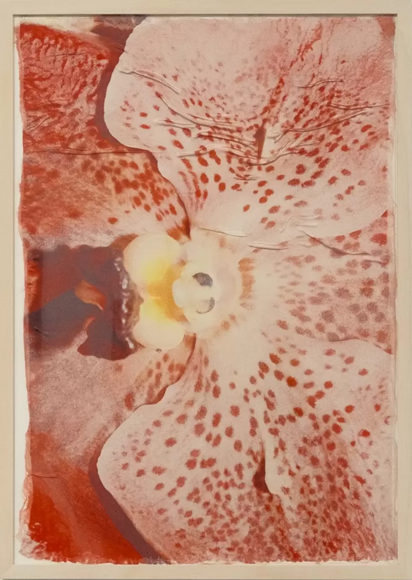 Swaying Flowers_17