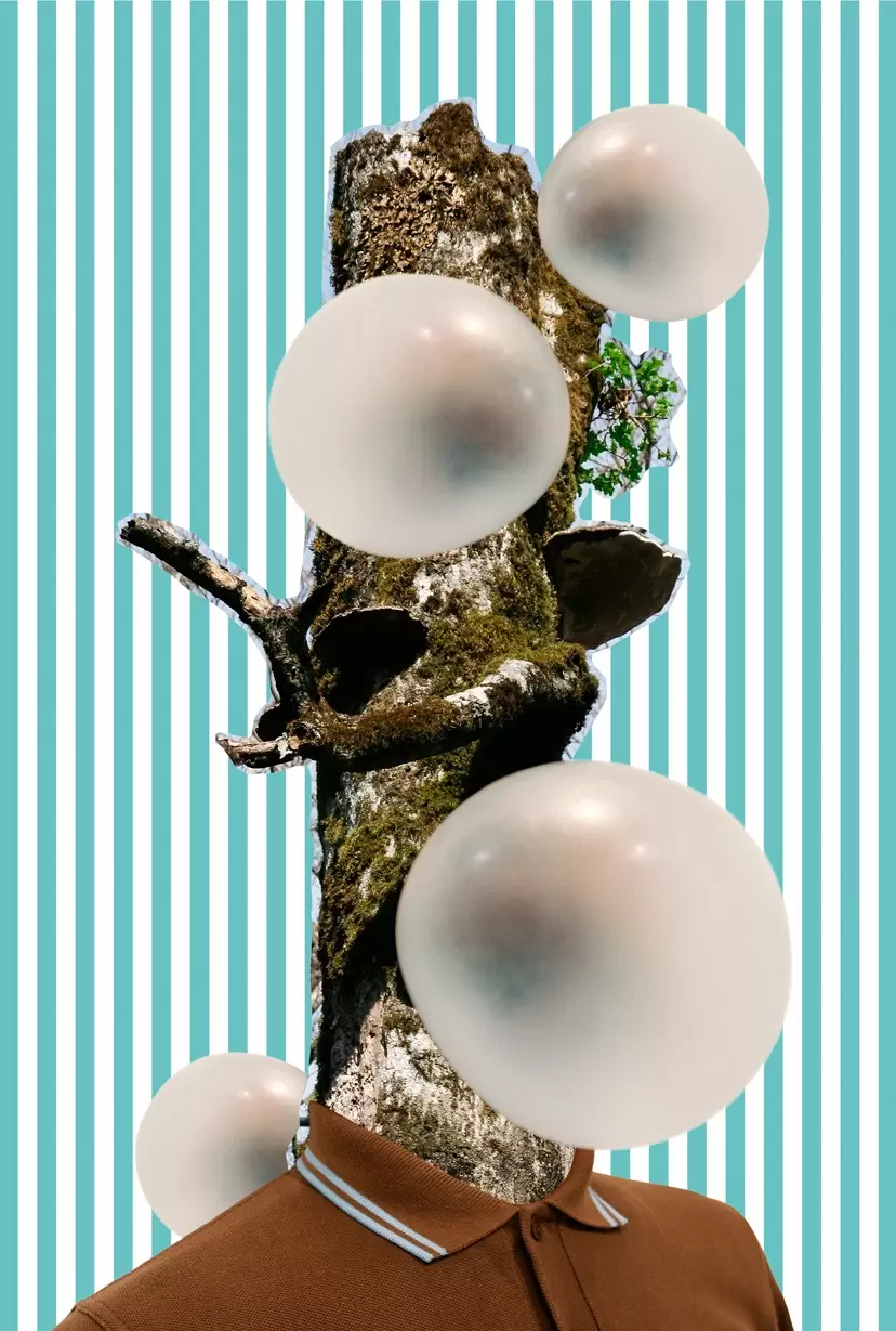 Bubble Buna（Beech）