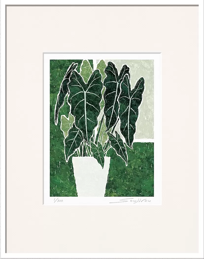 Alocasia green velvet (CP-009-4, half cut)