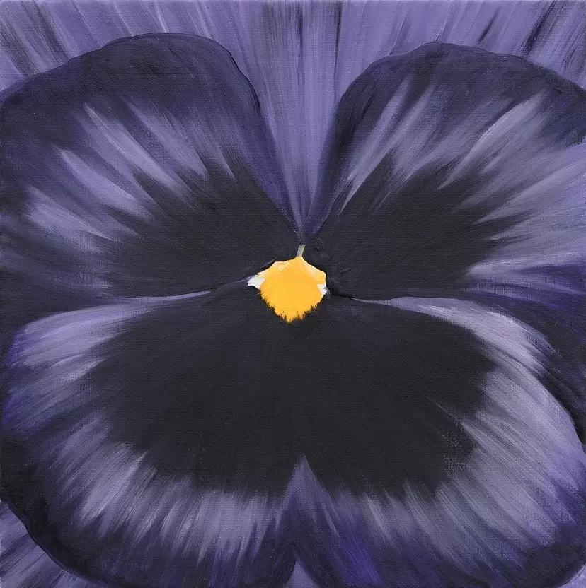pansy