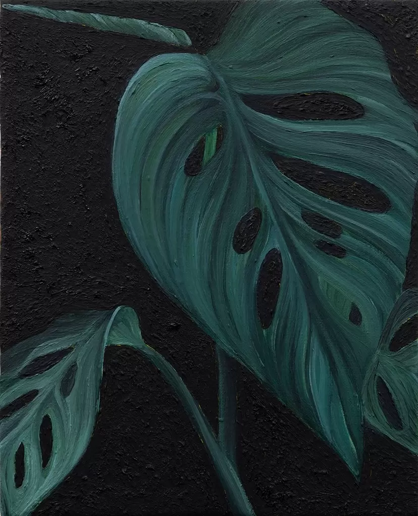 Monstera Swiss cheese plant