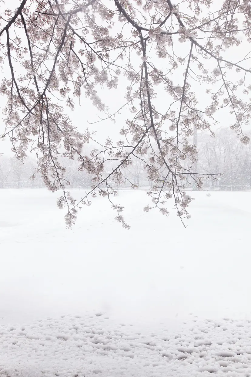 Cherry blossoms and snow #2