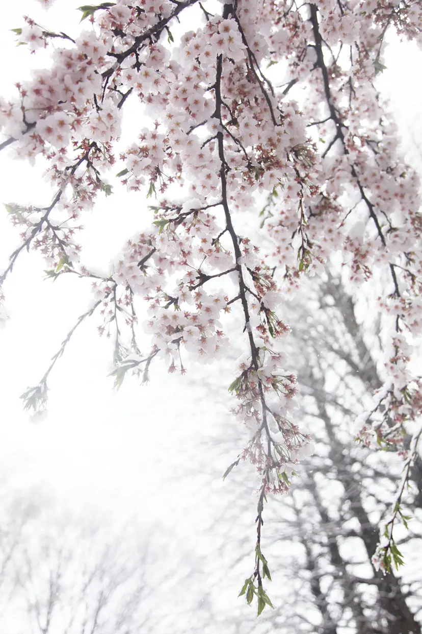 Cherry blossoms and snow #3