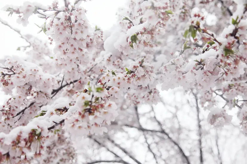 Cherry blossoms and snow #6