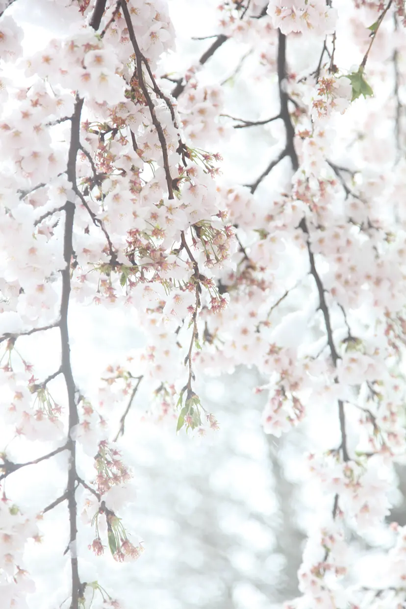 Cherry blossoms and snow#7