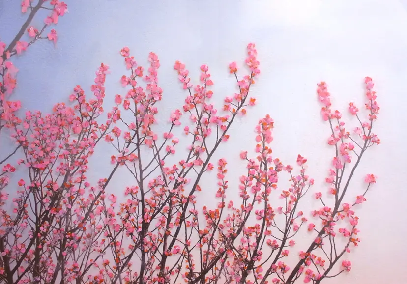 春爛漫
