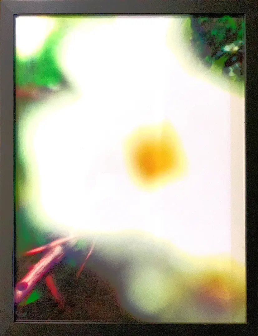花（接近してみたウォーホルさんところの花）