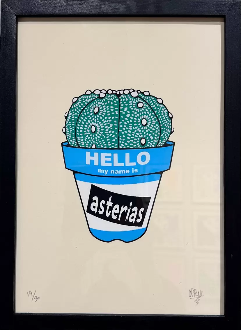  Astrophytum asterias