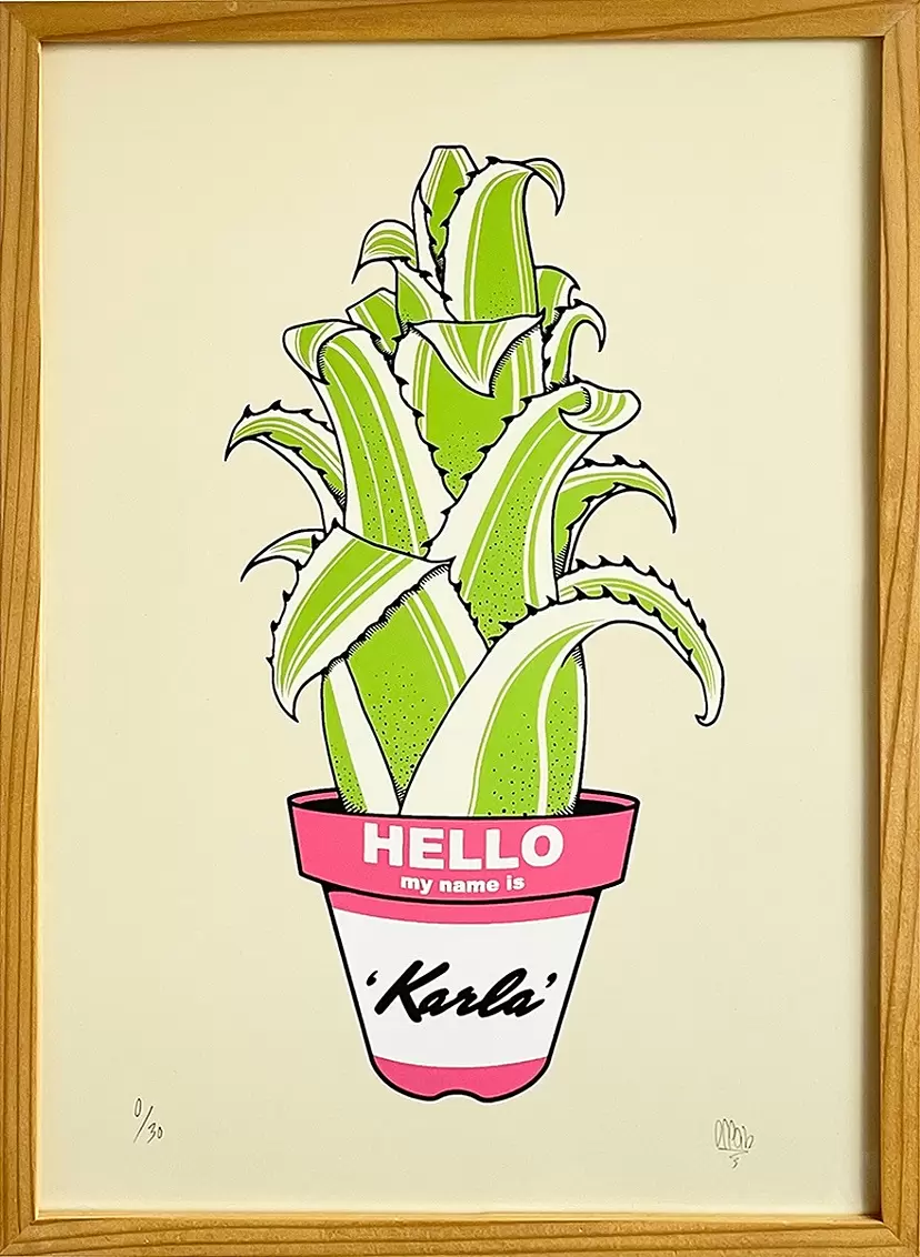 Hohenbergia 'Karla'