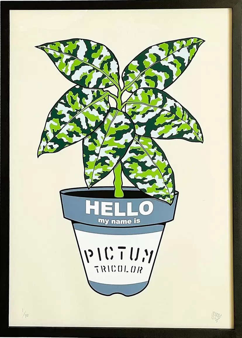 Aglaonema pictum tricolor