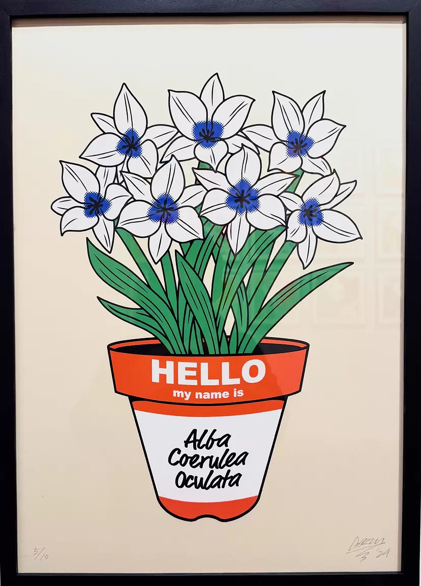 Tulipa 'Alba coerulea Oculata'