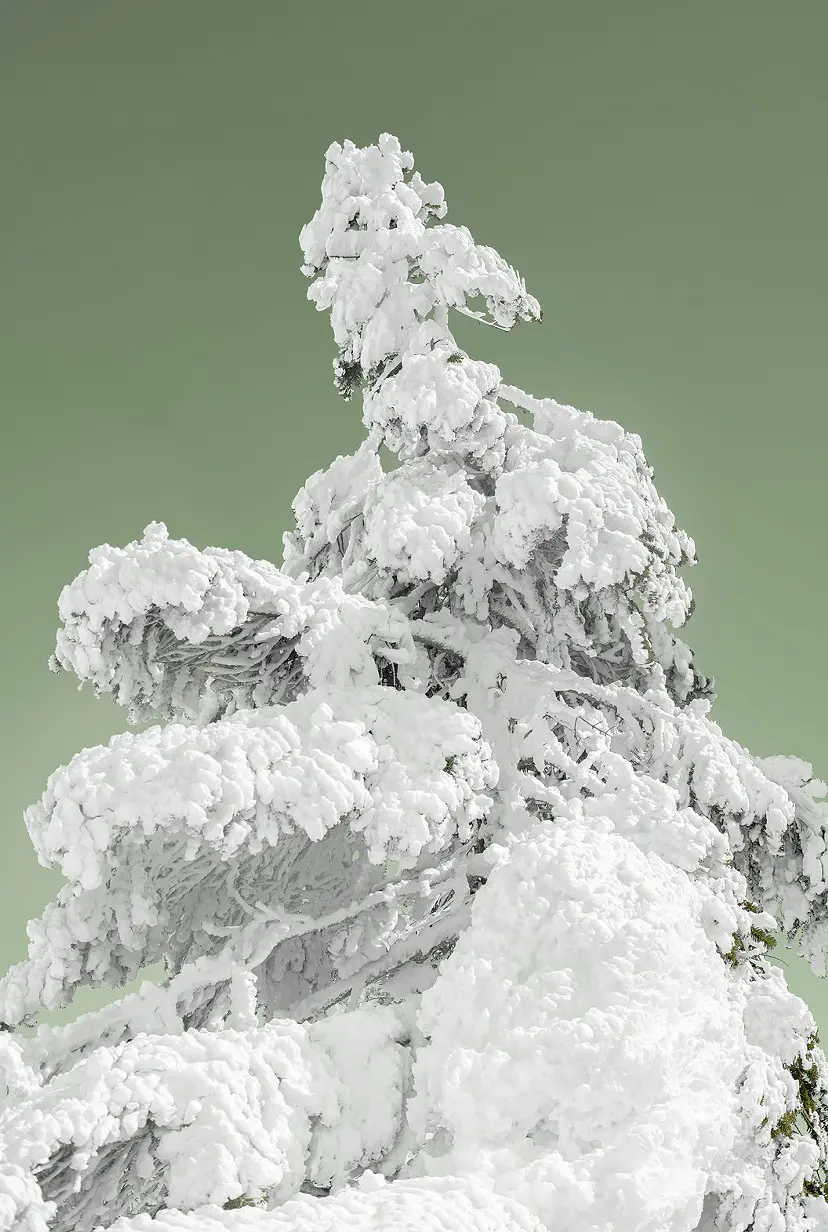 Ice-covered Tree（1/ed10+AP1） by 遠藤文香 | 現代アートの販売