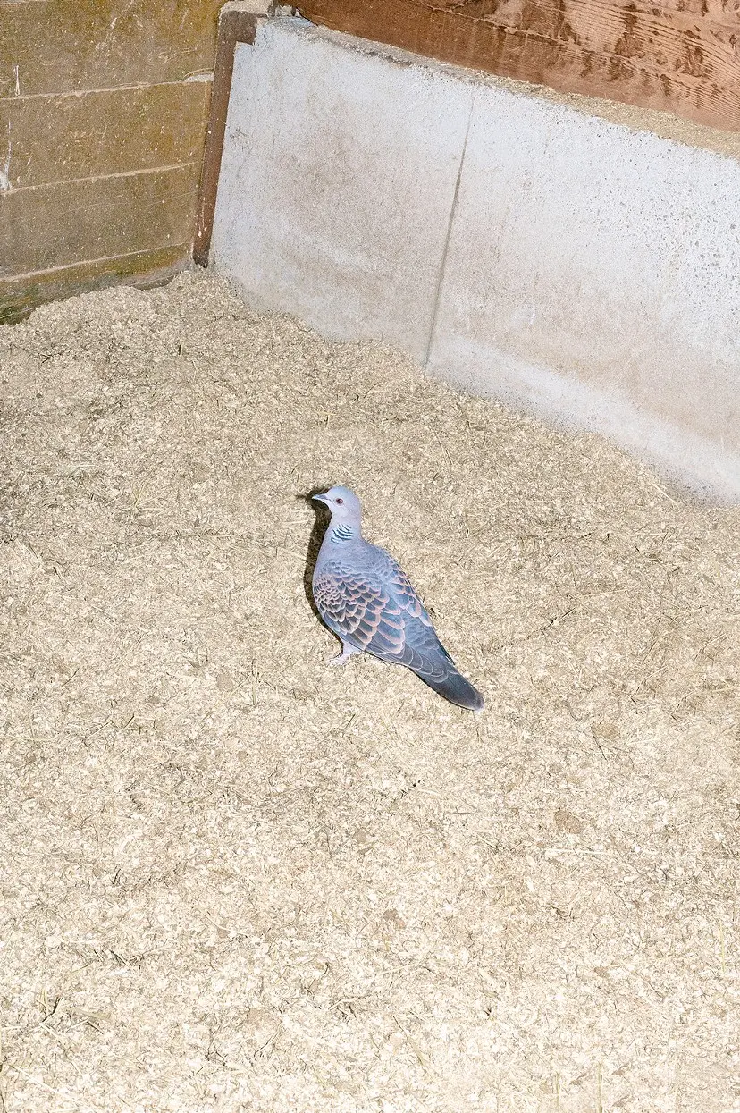 A Turtledove（1/ed10+AP1）