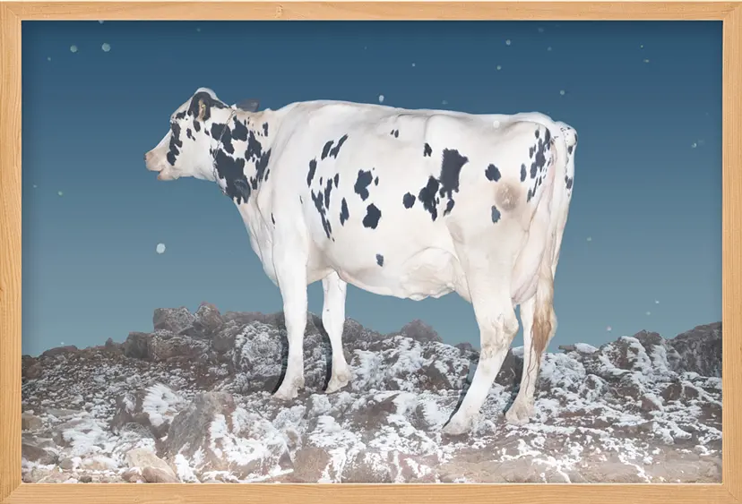 A Cow（4/ed10+AP1）